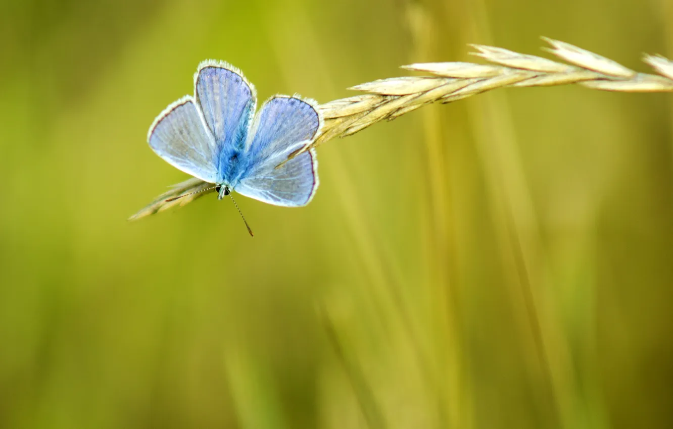 Photo wallpaper greens, summer, yellow, nature, background, blue, Wallpaper, butterfly