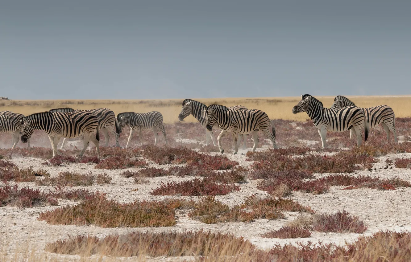 Photo wallpaper field, the sky, grass, Zebra, the bushes