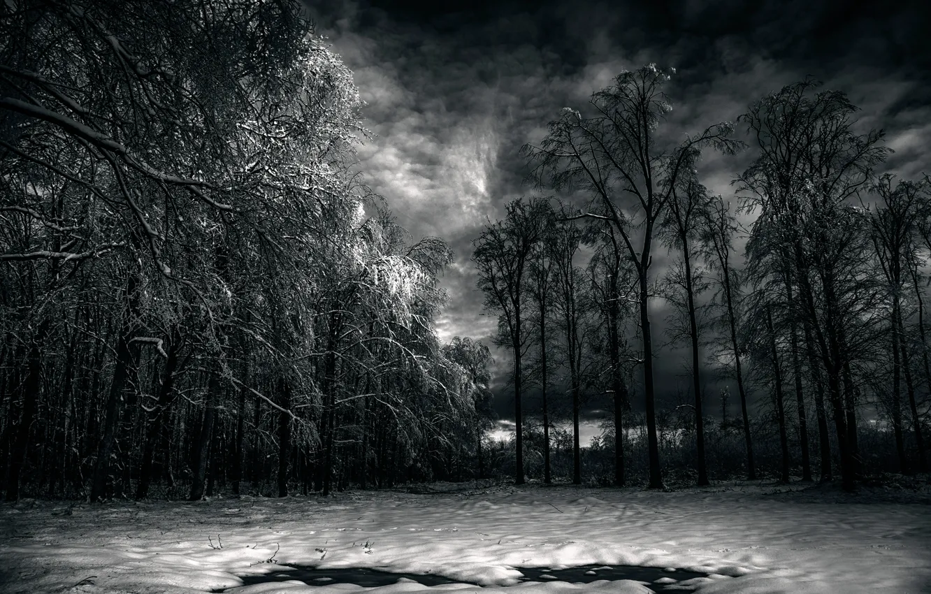 Photo wallpaper forest, clouds, snow, Black Forest