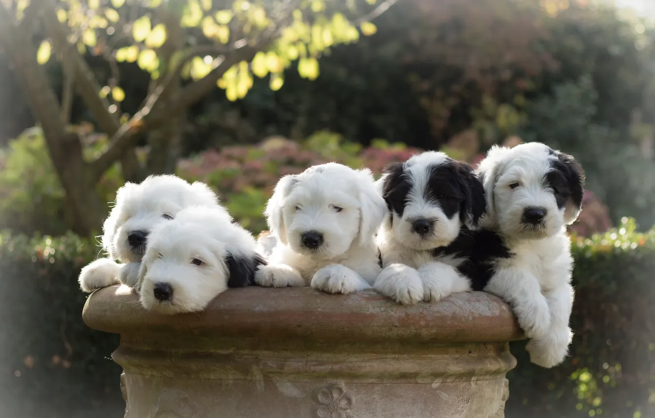 Photo wallpaper dogs, puppies, Bobtail, The old English Sheepdog