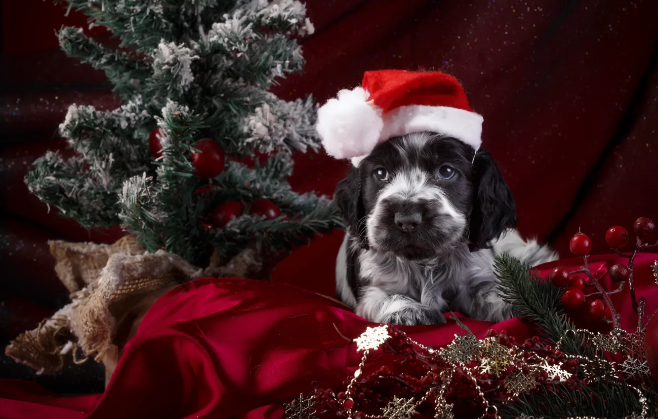 Photo wallpaper hat, tree, puppy, Spaniel, spotted