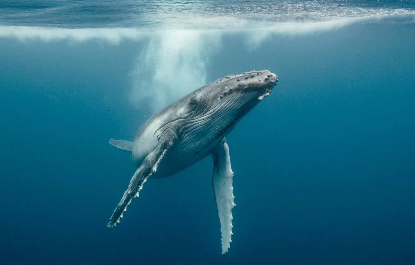 Photo wallpaper underwater, whales, sea, ocean, fish, whale, sealife