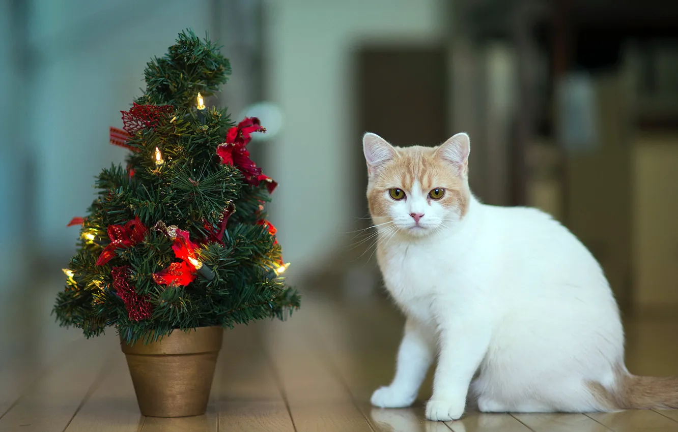 Photo wallpaper cat, holiday, torode