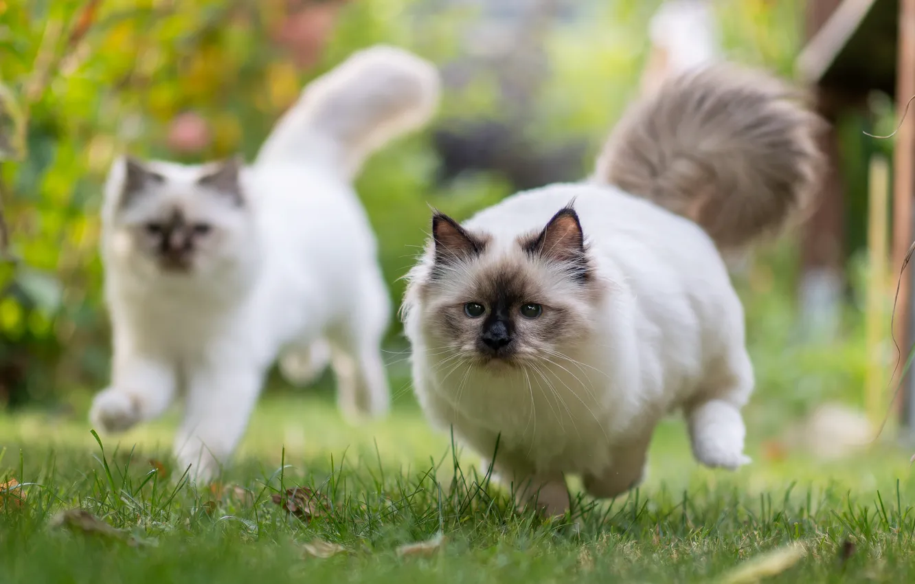 Photo wallpaper cat, grass, cat, look, nature, pose, jump, glade