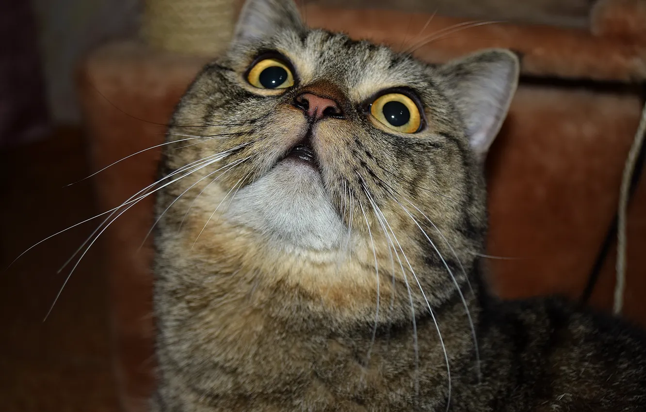 Photo wallpaper cat, look, striped, yellow eyes