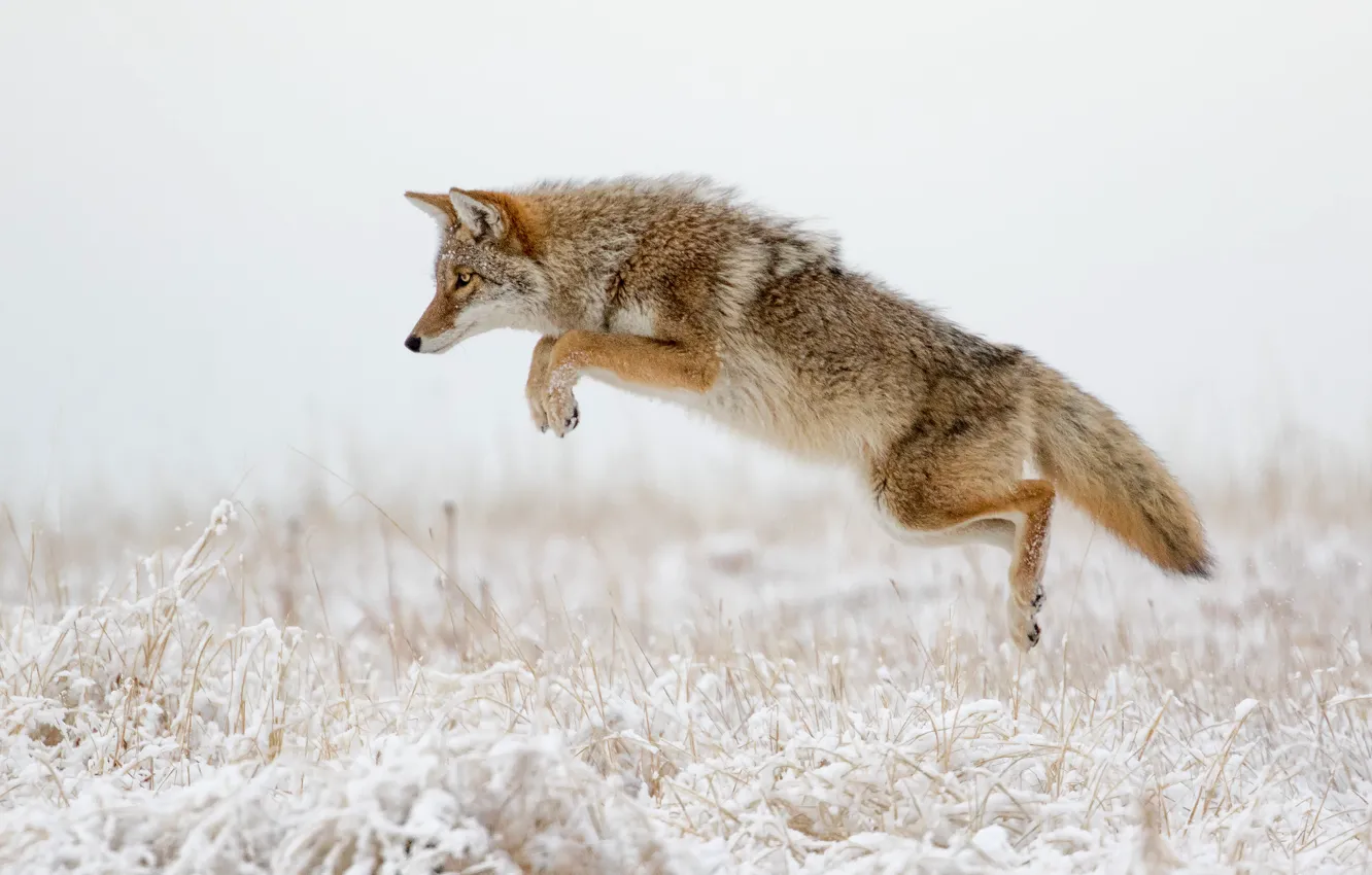 Photo wallpaper winter, grass, snow, attack, coyote, jumping