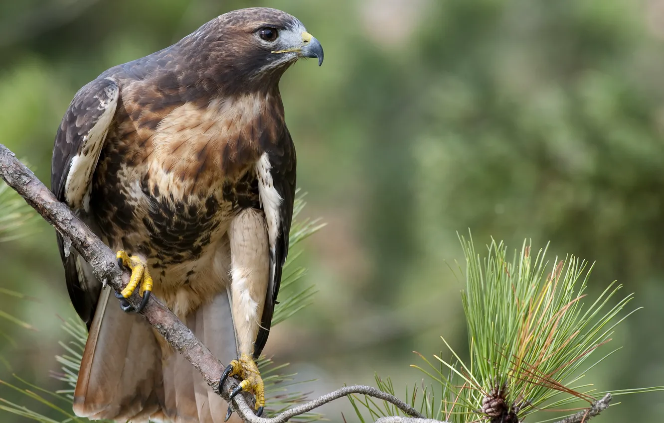 Photo wallpaper forest, look, branch, Red-tailed Buzzard (Buteo jamaicensis)