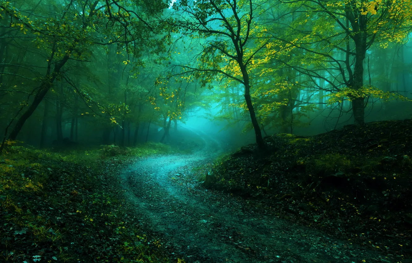 Photo wallpaper road, forest, fog