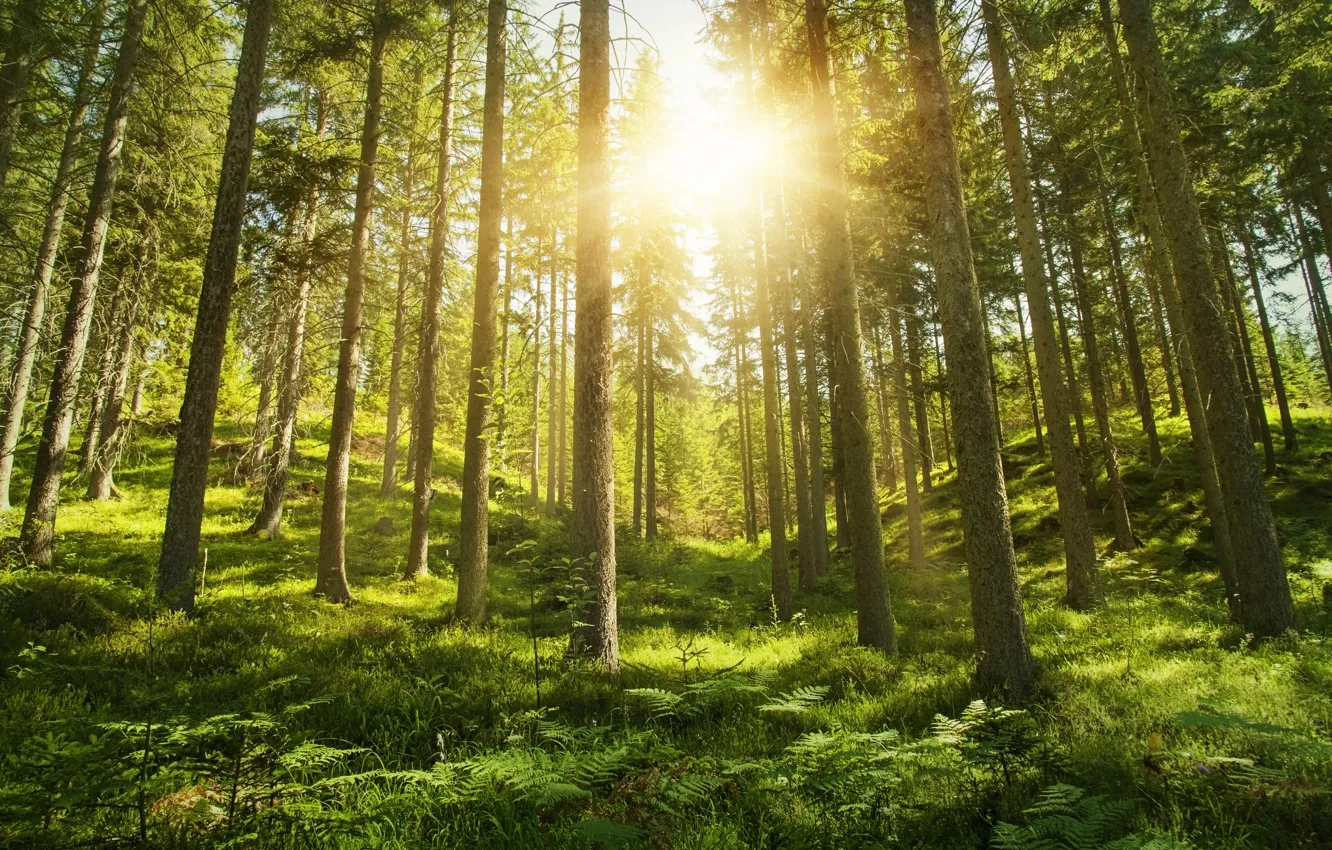 Photo wallpaper forest, summer, the sun, nature