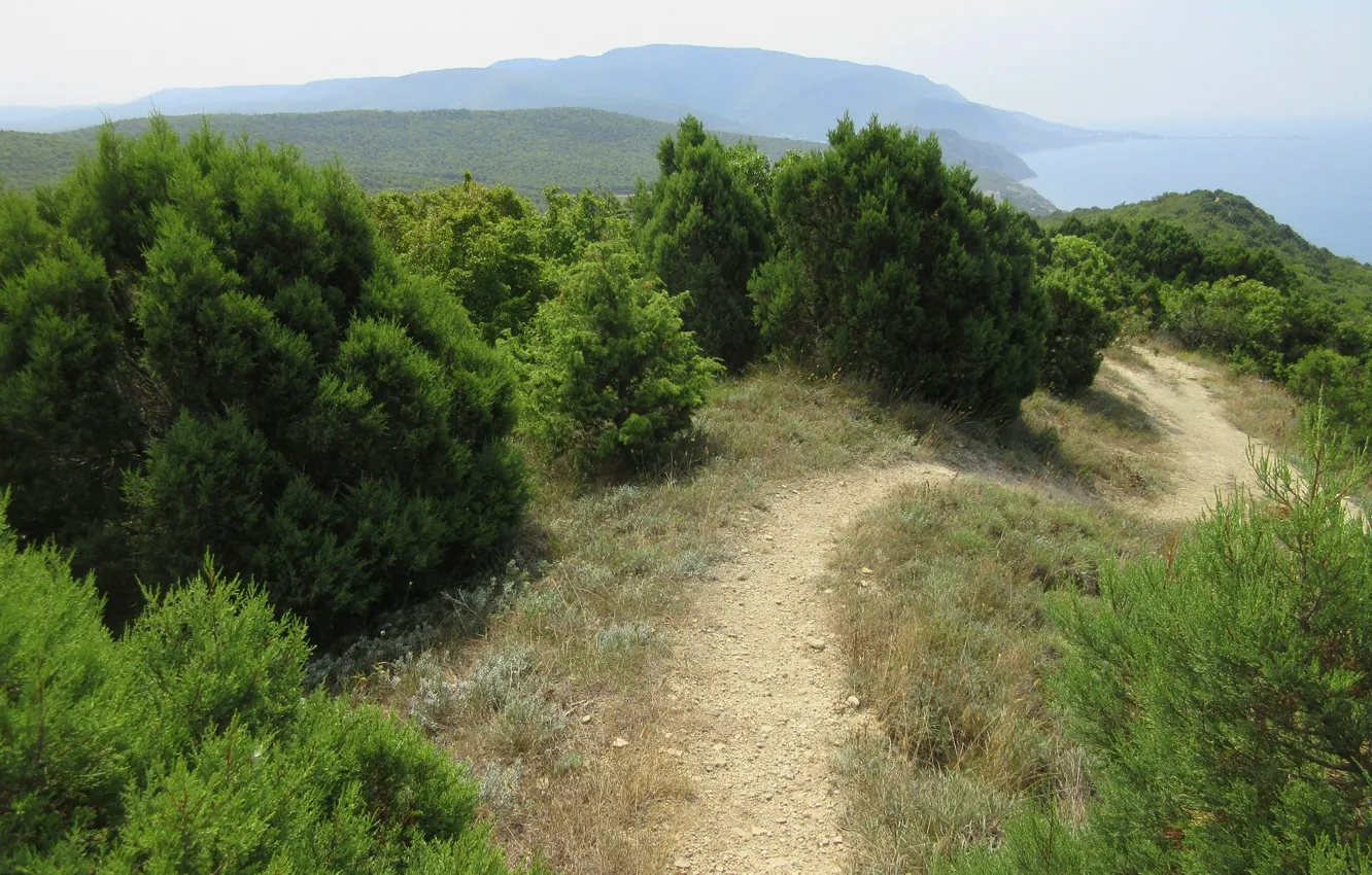 Photo wallpaper the bushes, Krasnodar Krai, Meduzanol ©, Summer 2018, the Sukko, tropina