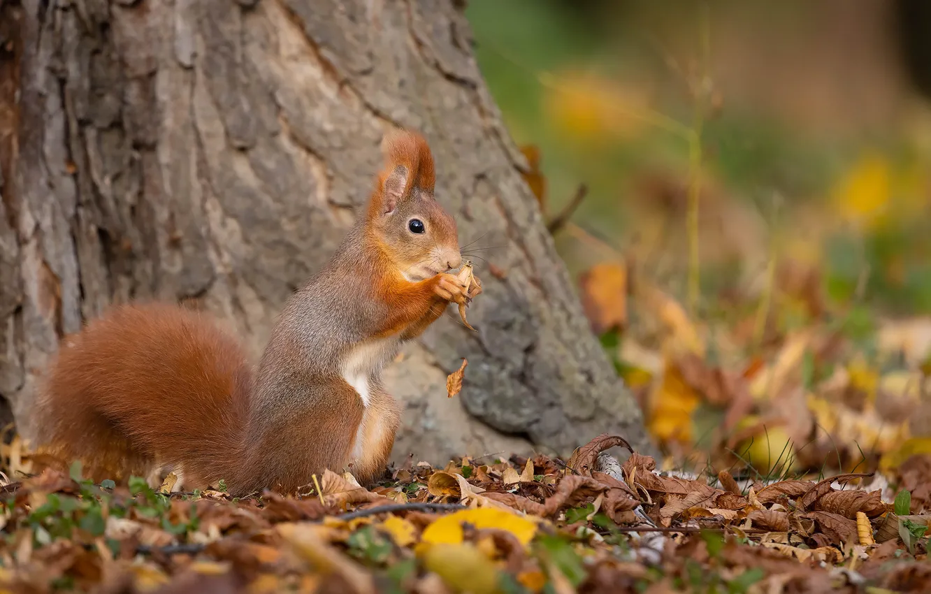 Photo wallpaper autumn, leaves, nature, tree, protein, trunk, animal, rodent