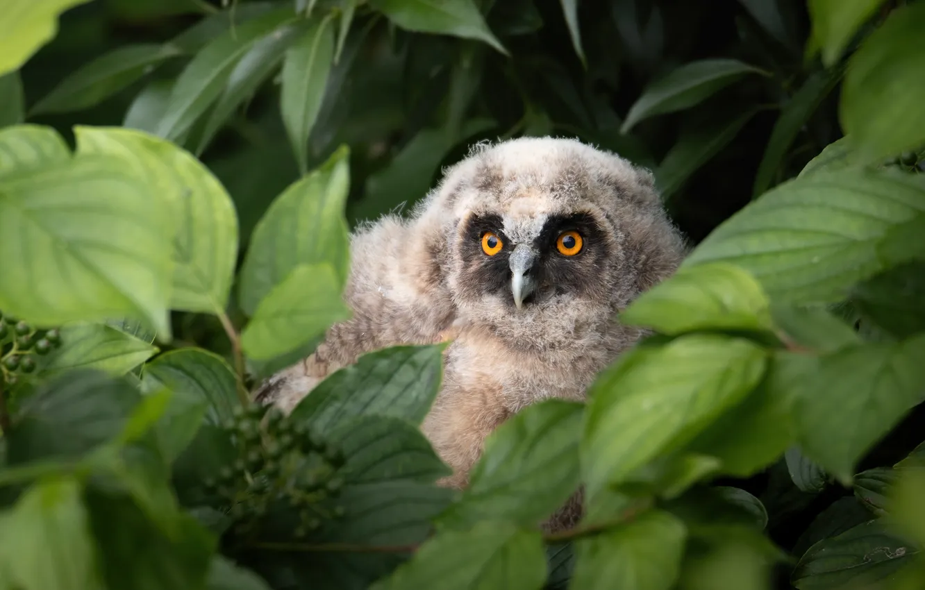 Photo wallpaper leaves, branches, owl, bird, foliage, Chicks, Peeps, owlet