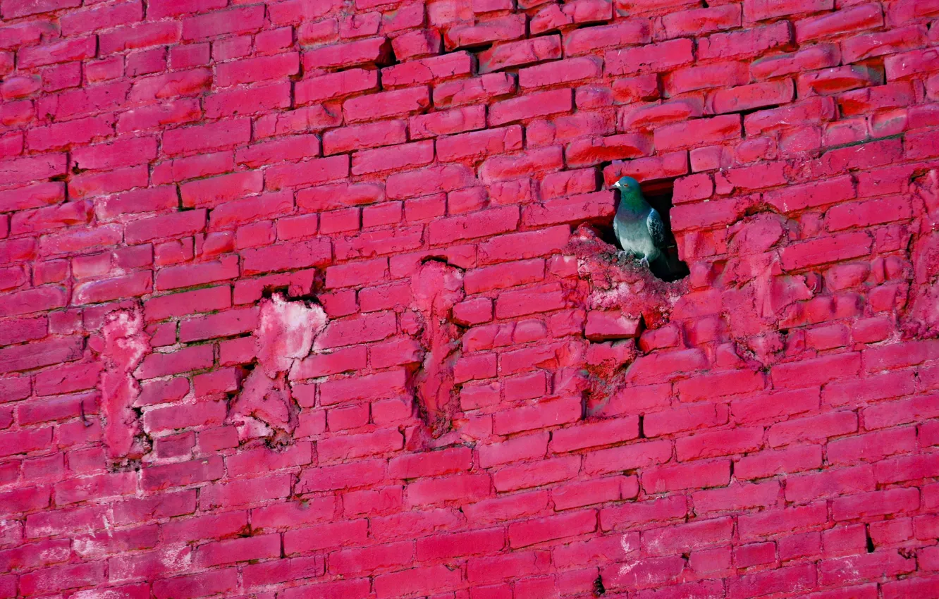 Photo wallpaper wall, bird, dove