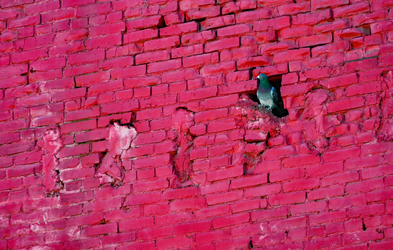 Photo wallpaper wall, bird, pigeons