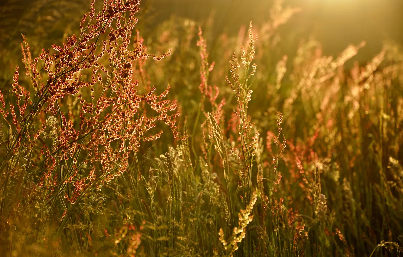 Photo wallpaper summer, grass, light, glare