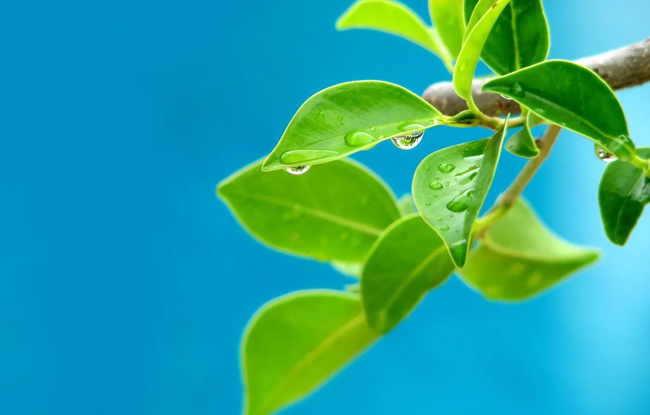 Photo wallpaper drops, trees, branches, Rostock