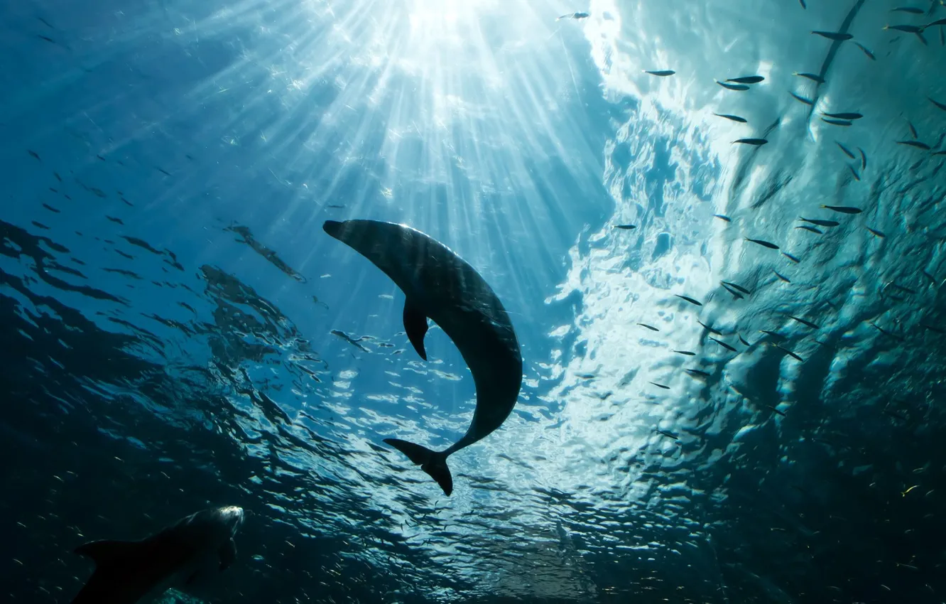Photo wallpaper sea, water, rays, light, the ocean, fish, depth, pack