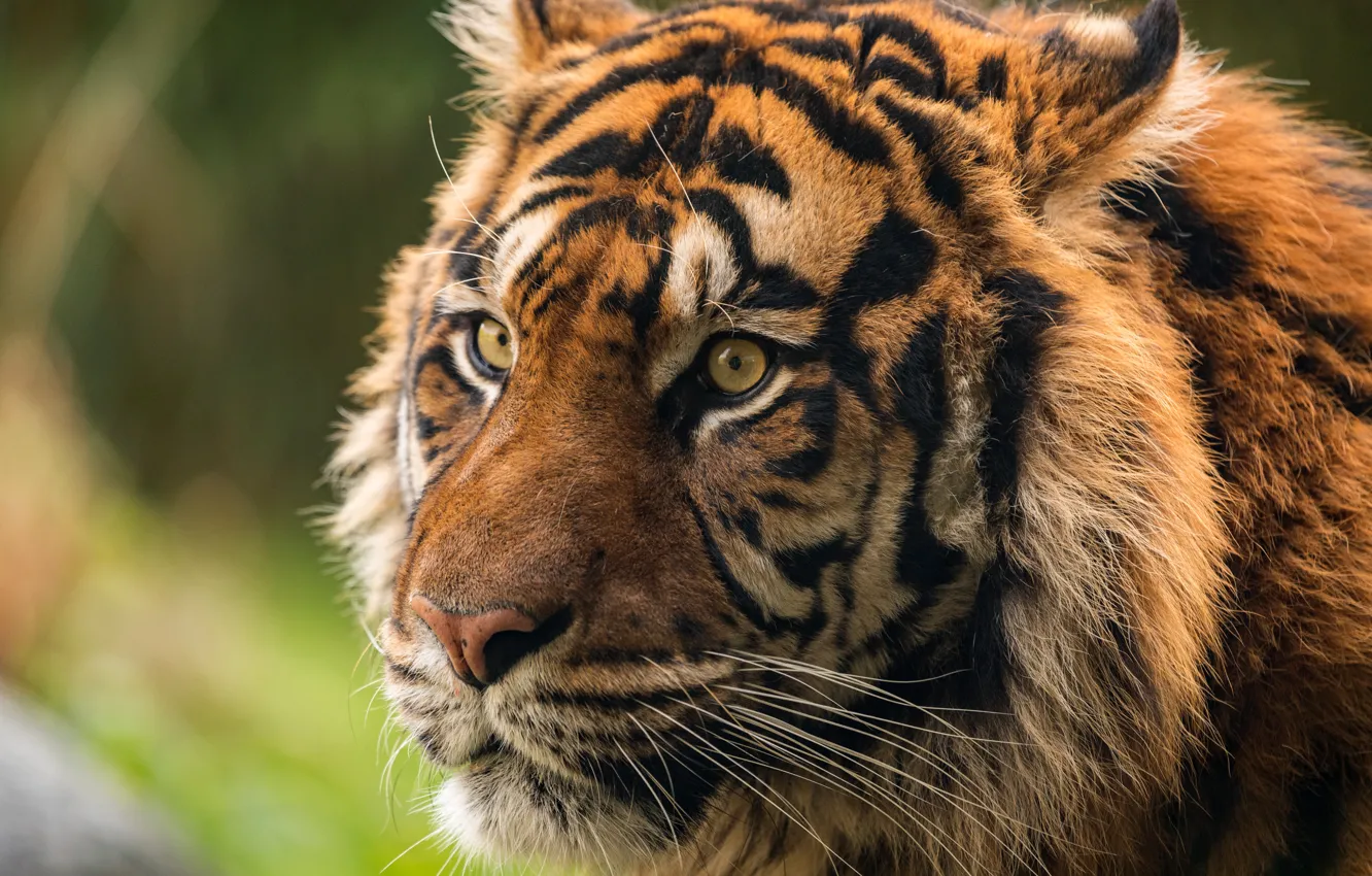 Photo wallpaper look, face, close-up, tiger, background, portrait, wild cat