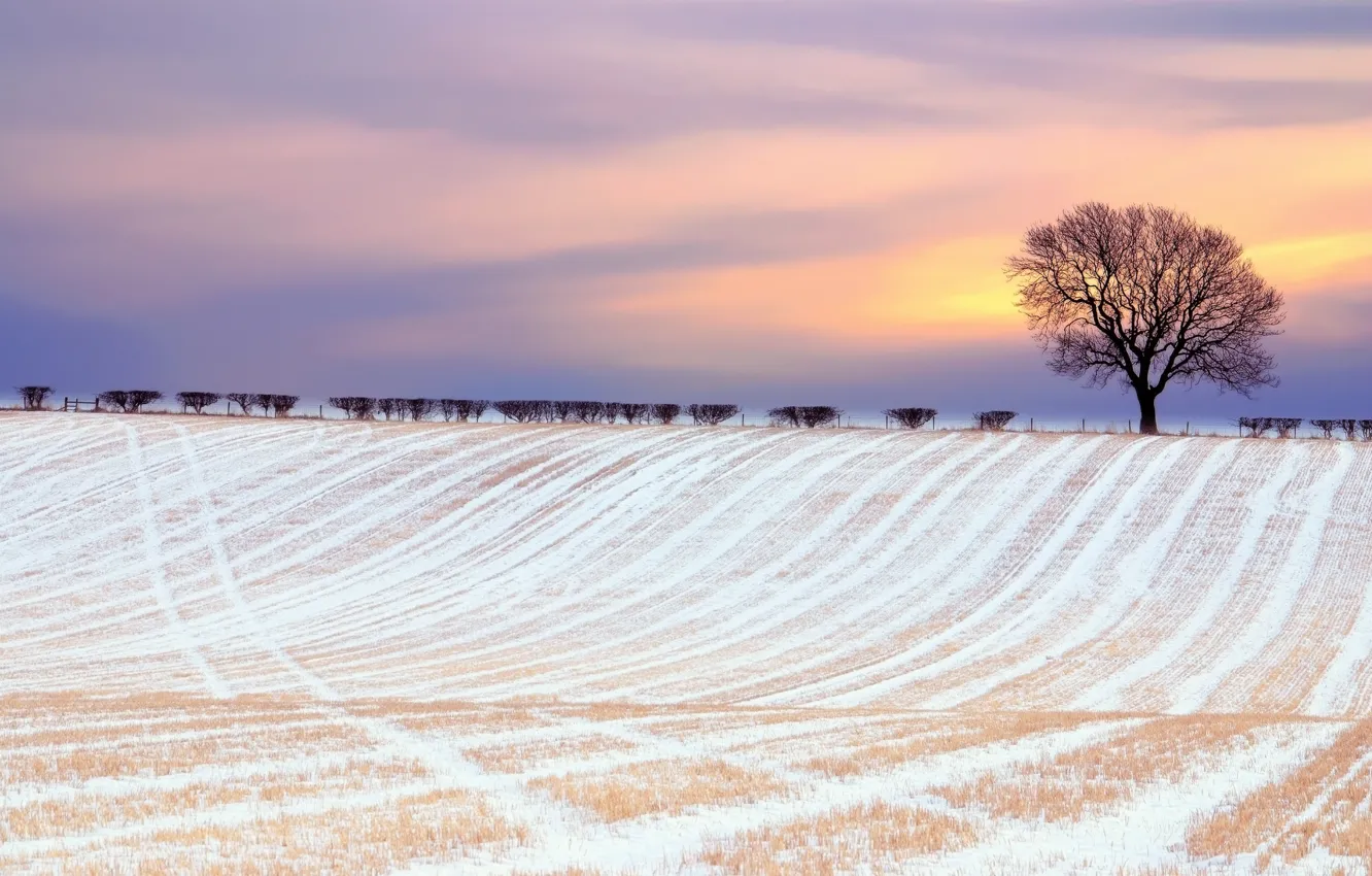 Photo wallpaper winter, field, the sky, clouds, snow, trees, paint, the bushes