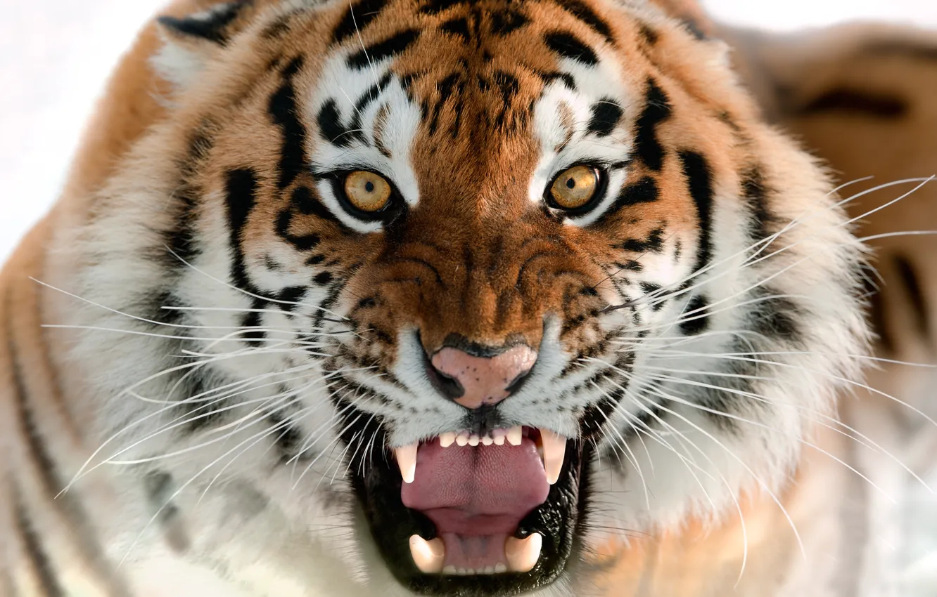 Photo wallpaper cat, face, fangs, grin, the Amur tiger