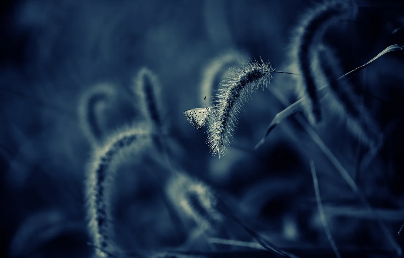 Photo wallpaper nature, butterfly, macro, insect