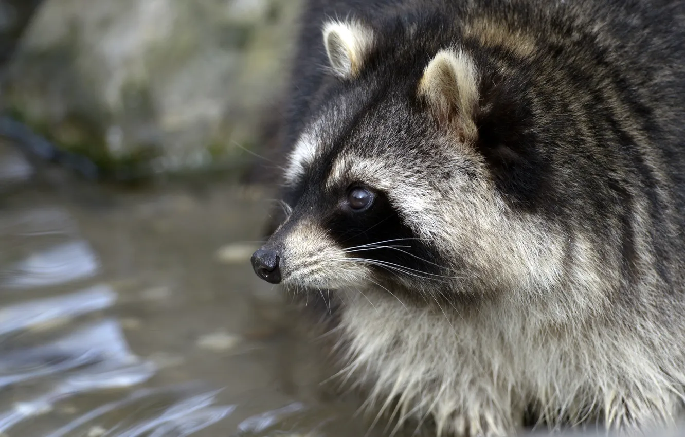 Photo wallpaper face, raccoon, profile