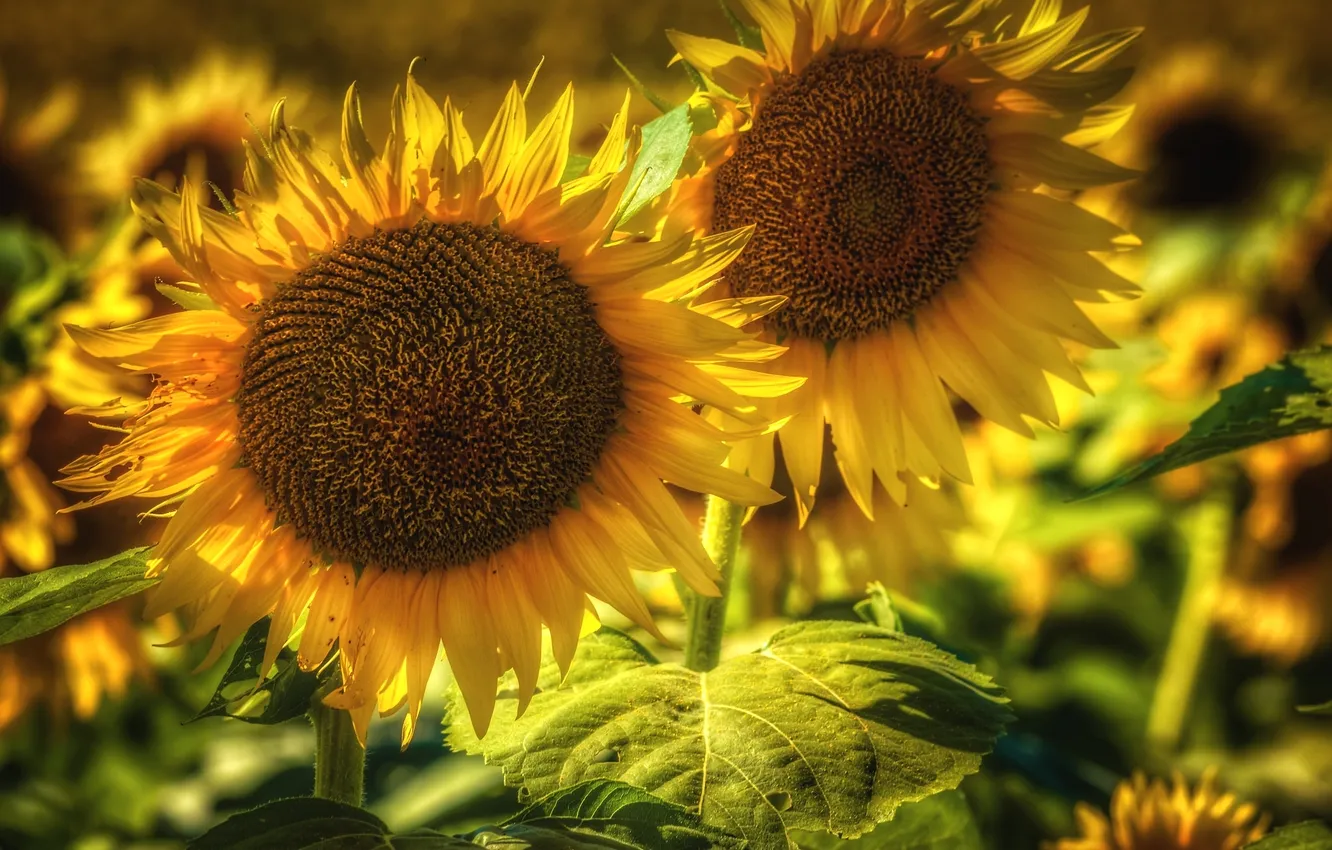 Photo wallpaper summer, sunflowers, yellow, petals