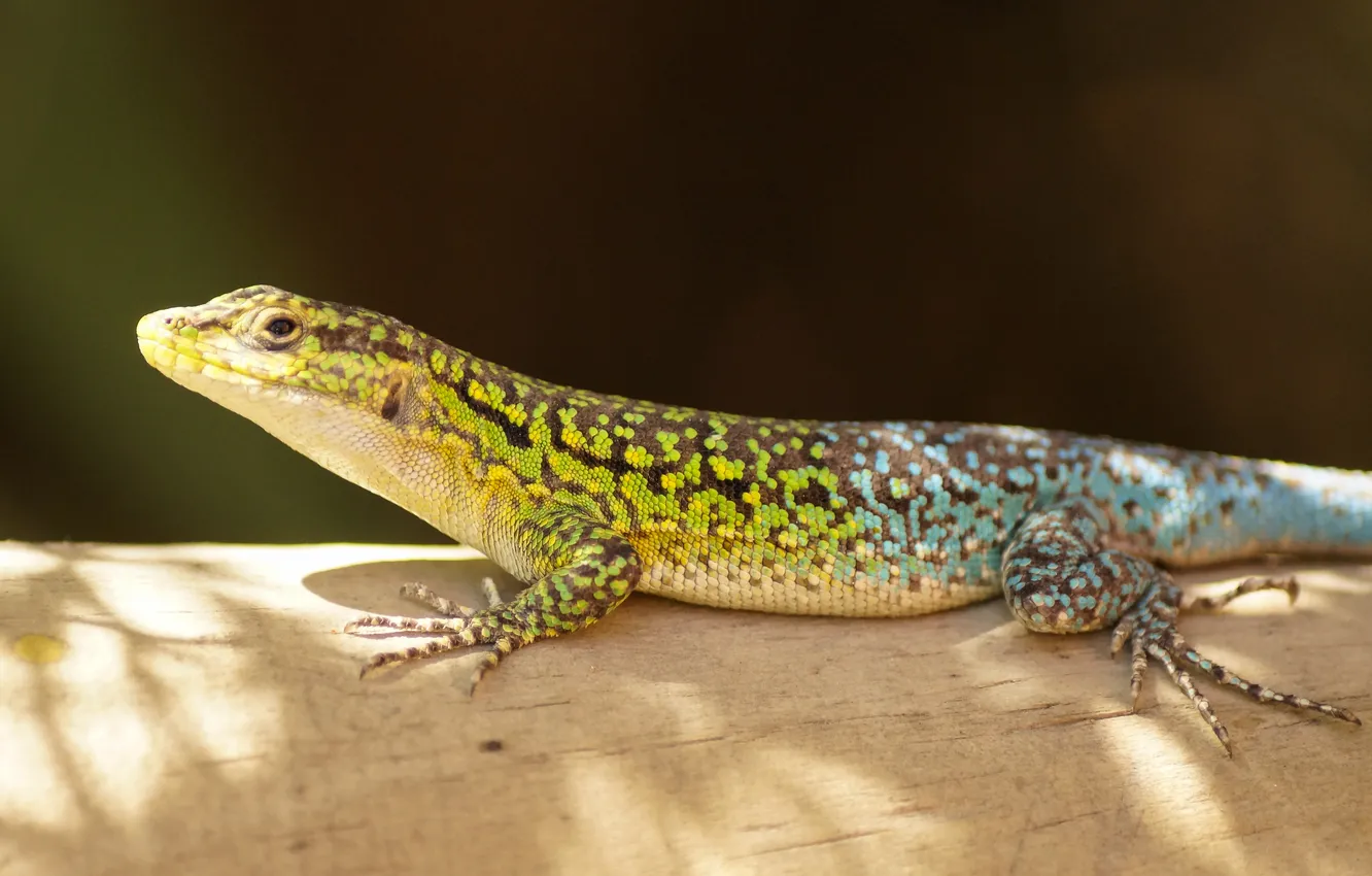 Photo wallpaper scales, lizard, amphibian