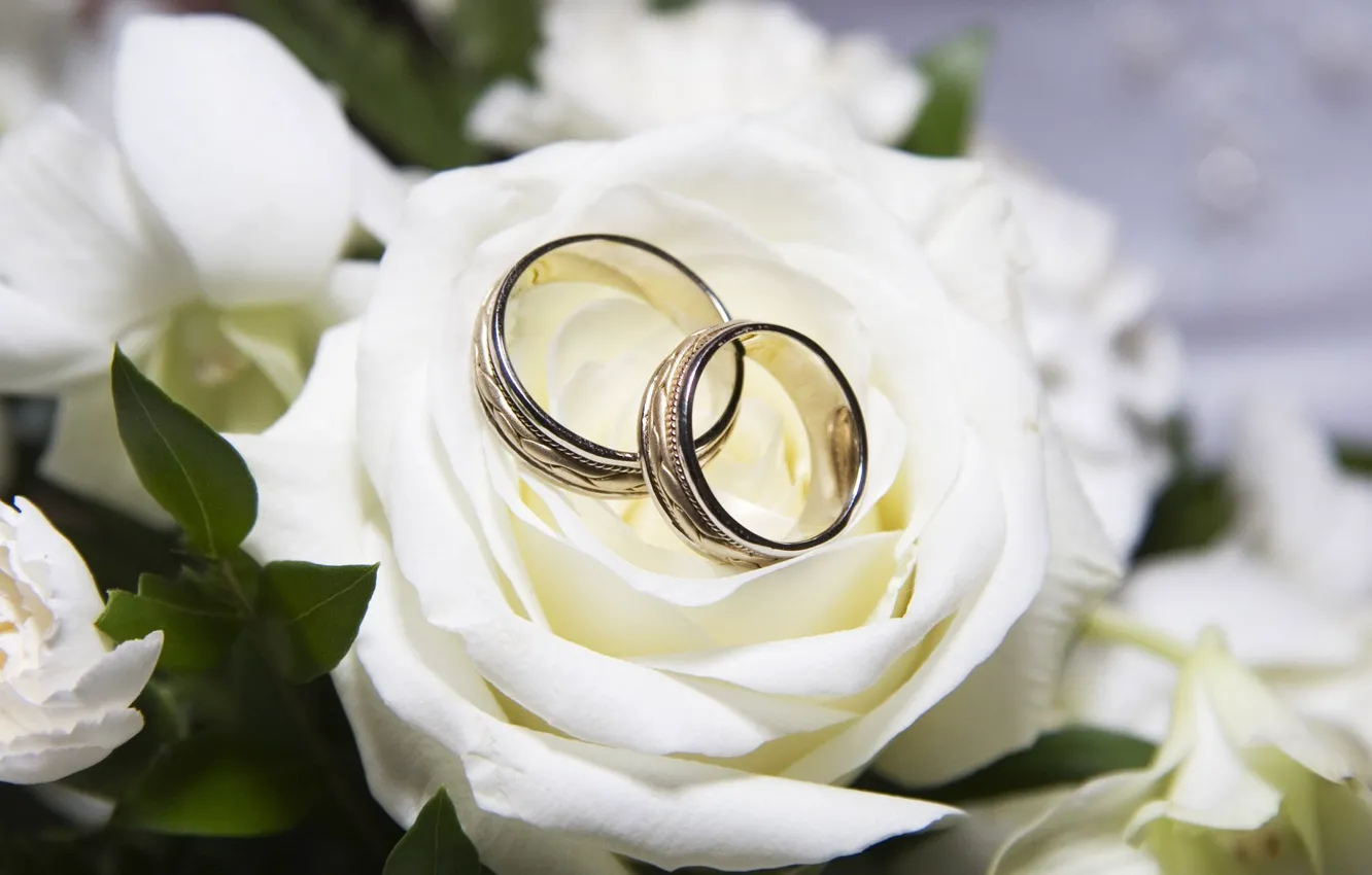 Photo wallpaper rose, ring, white, wedding