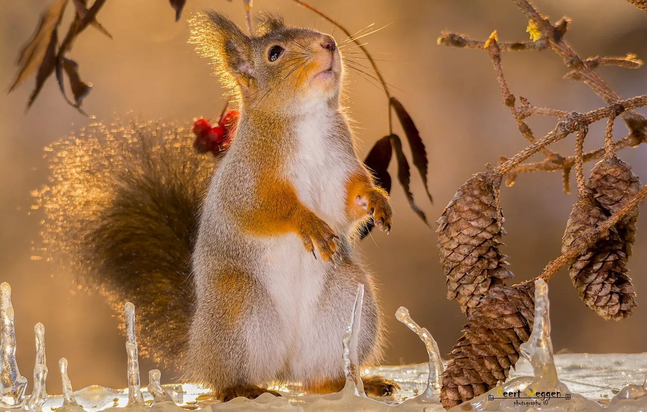 Photo wallpaper branches, icicles, protein, red, bumps, stand