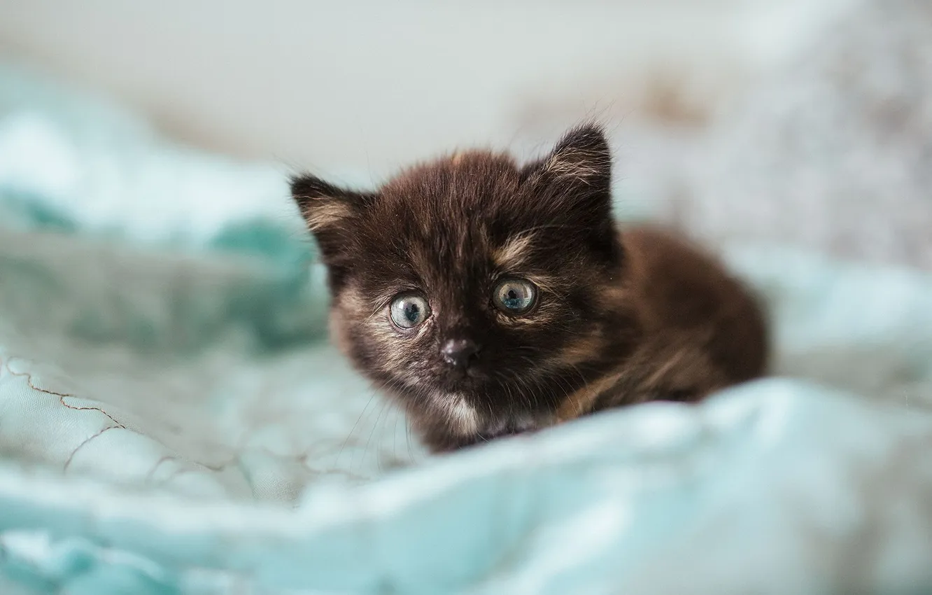 Photo wallpaper cat, cat, look, surprise, baby, kitty, pussy, kitty