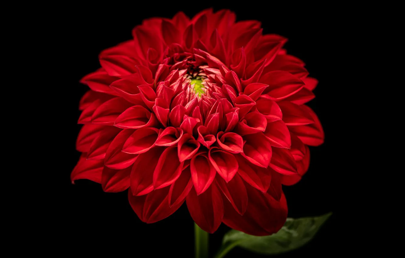 Photo wallpaper macro, red, dahlias