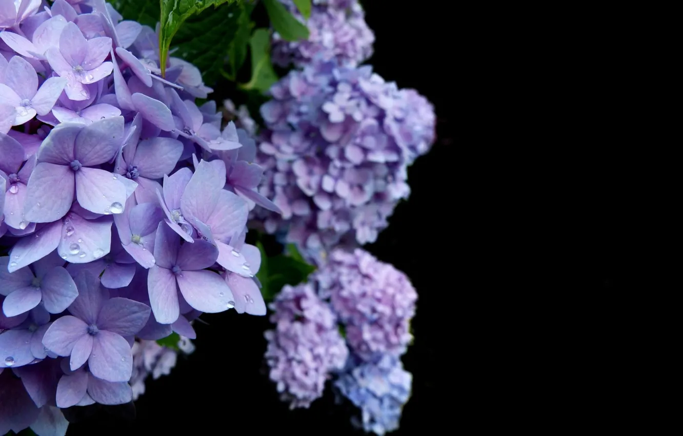 Photo wallpaper Blue, Flower, Hydrangea, Bloom