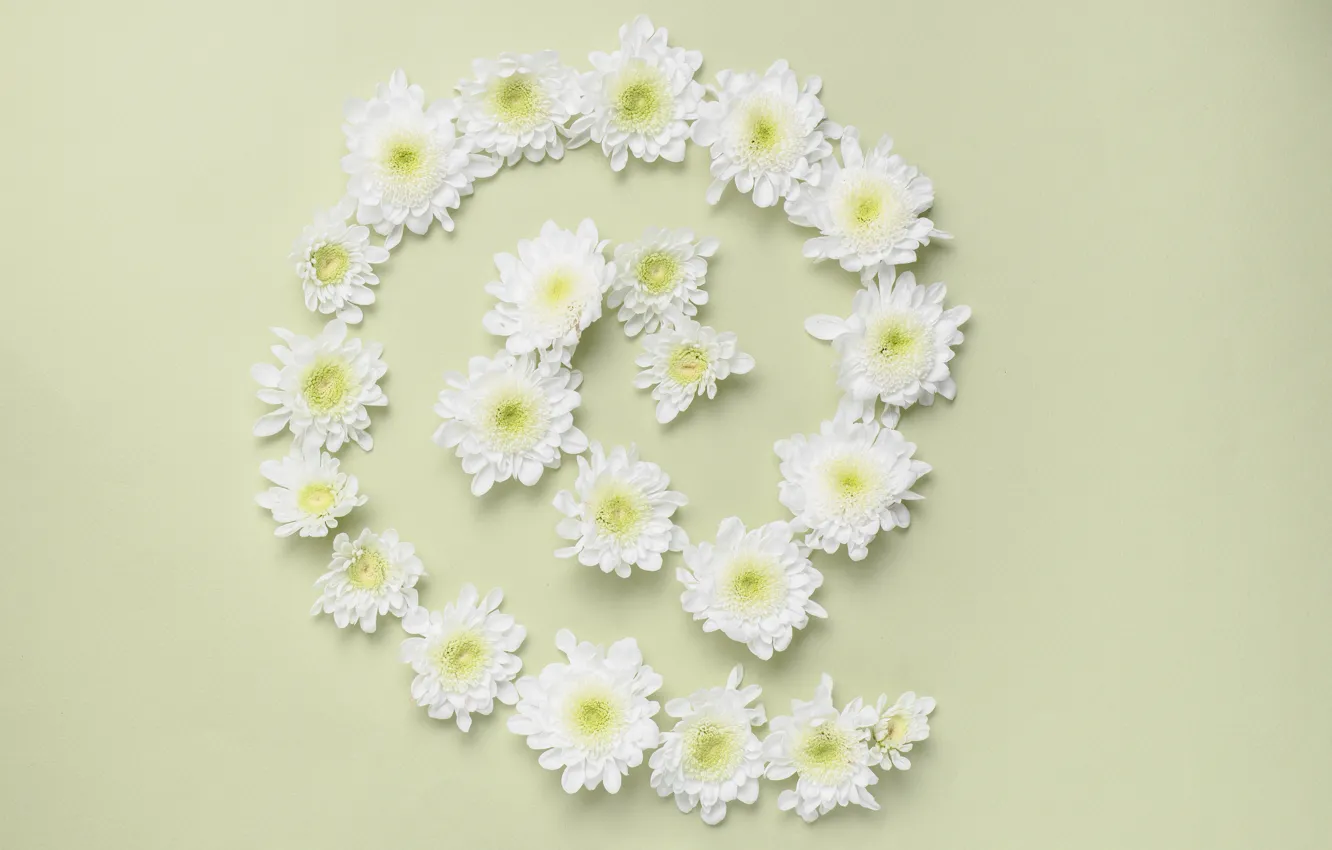 Photo wallpaper flowers, background, chrysanthemum