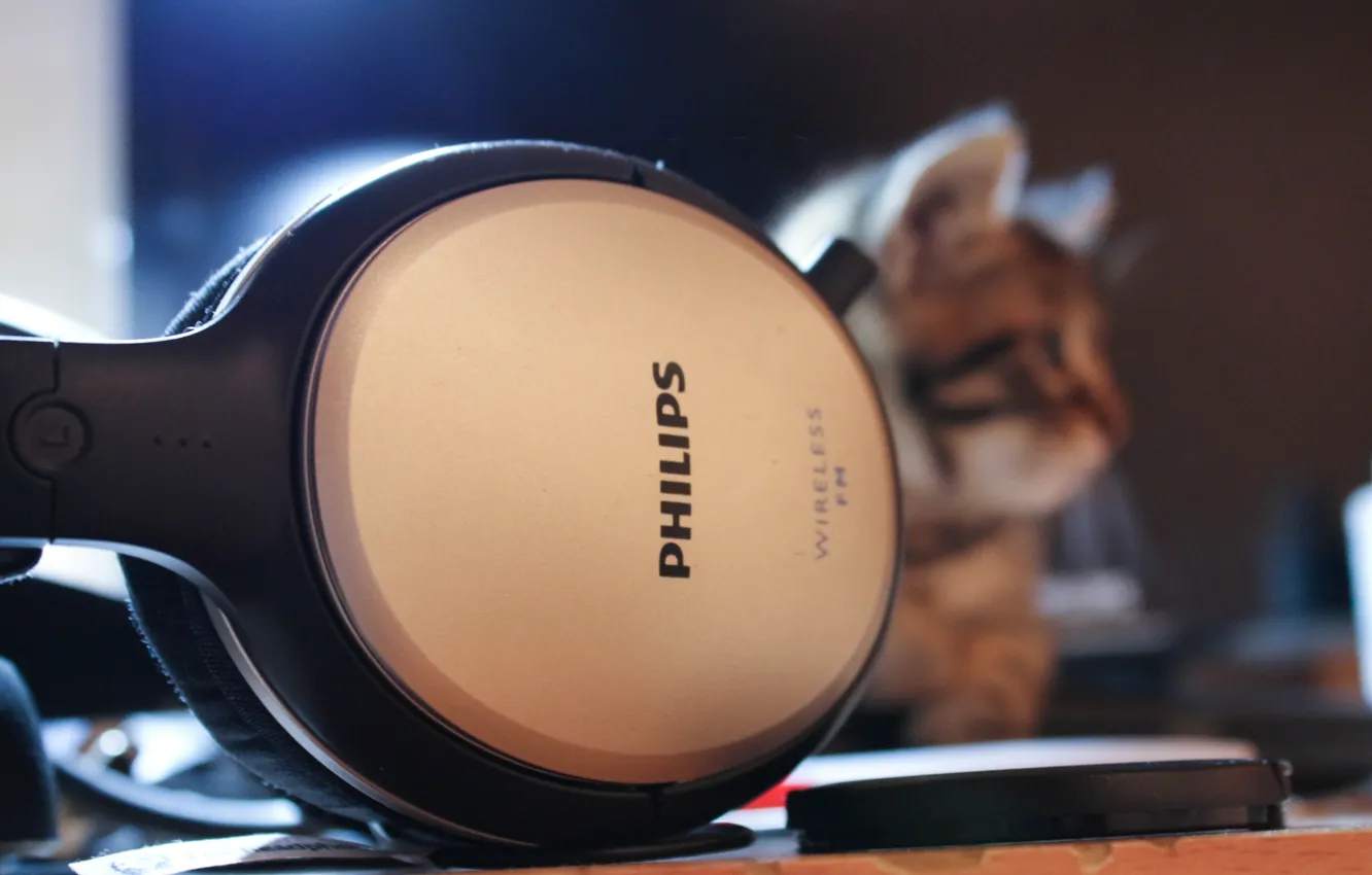Photo wallpaper cat, headphones, striped, phillips