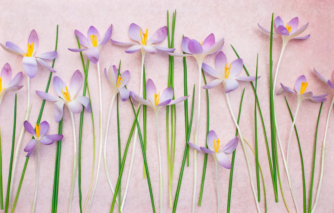Photo wallpaper leaves, background, petals, stem, crocuses, saffron
