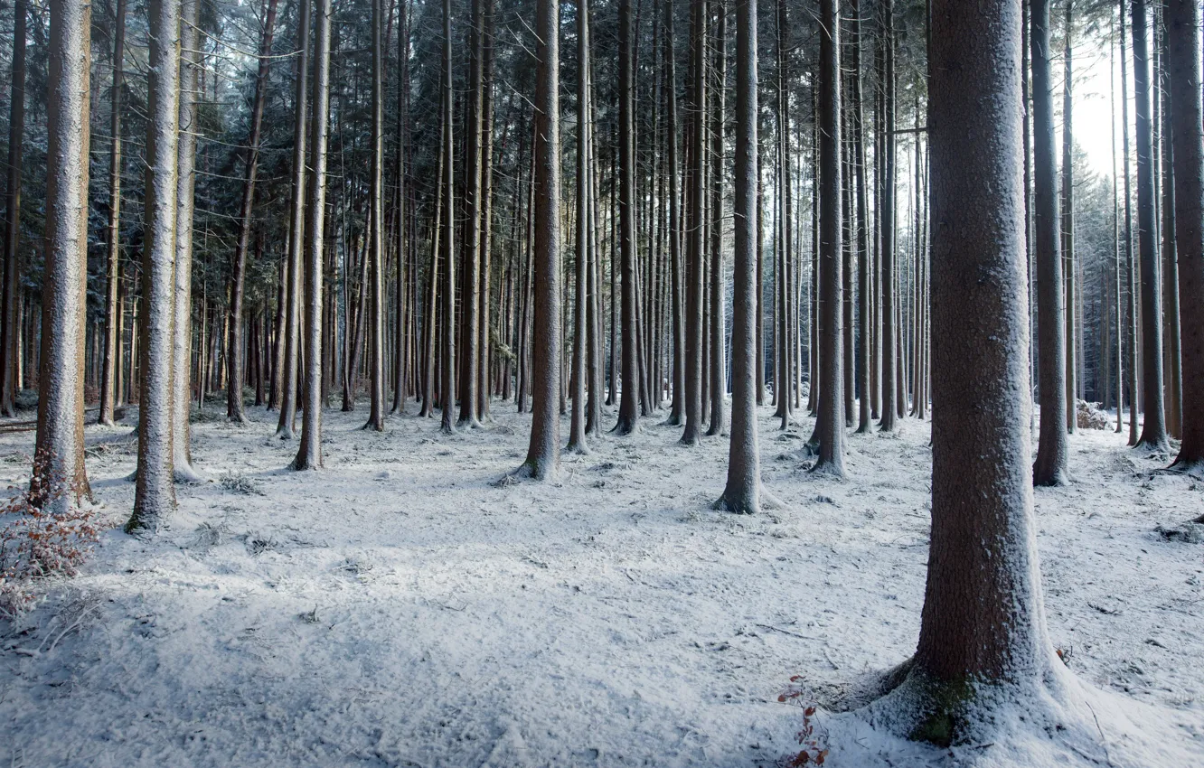 Photo wallpaper winter, forest, snow