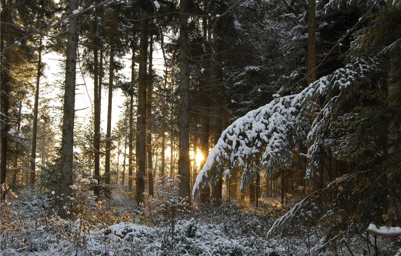 Photo wallpaper winter, forest, rays, light, snow, trees, sunset, branches