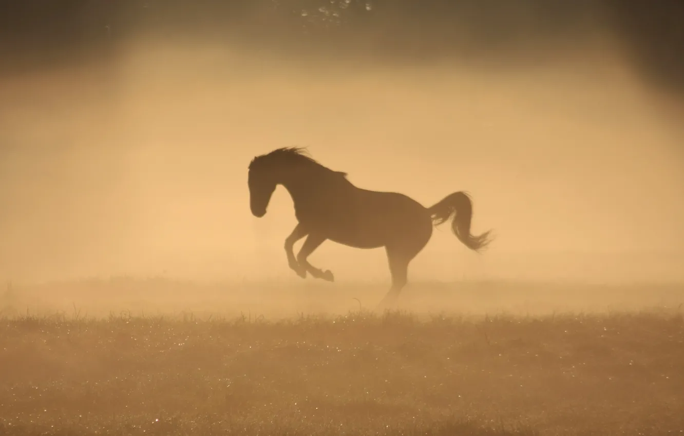 Photo wallpaper fog, Rosa, horse, horse, morning