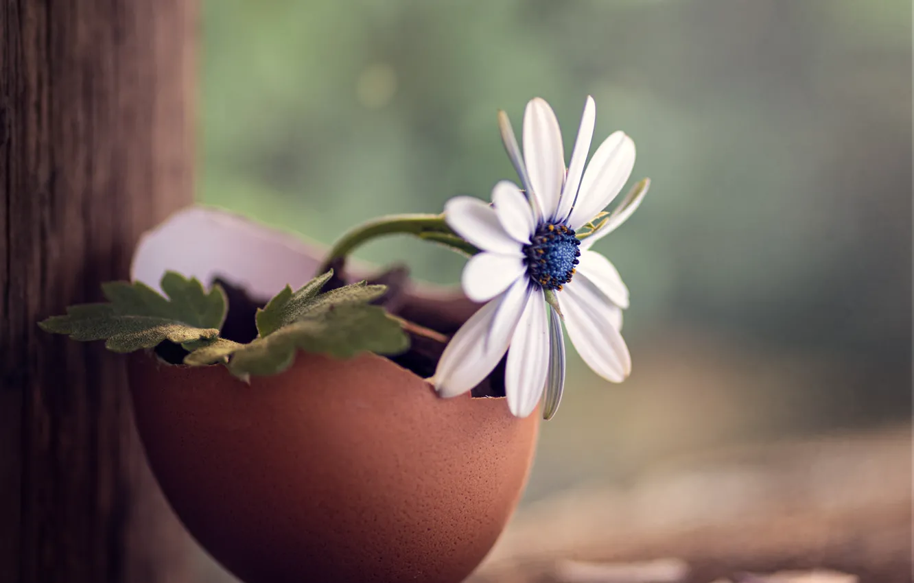 Photo wallpaper flower, macro, shell, wood