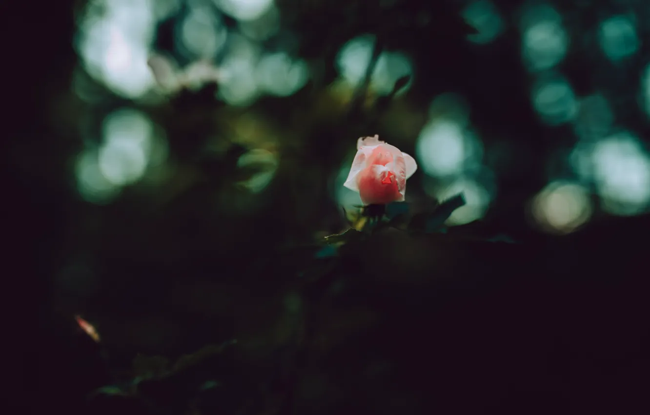 Photo wallpaper macro, roses, petals, pink, buds