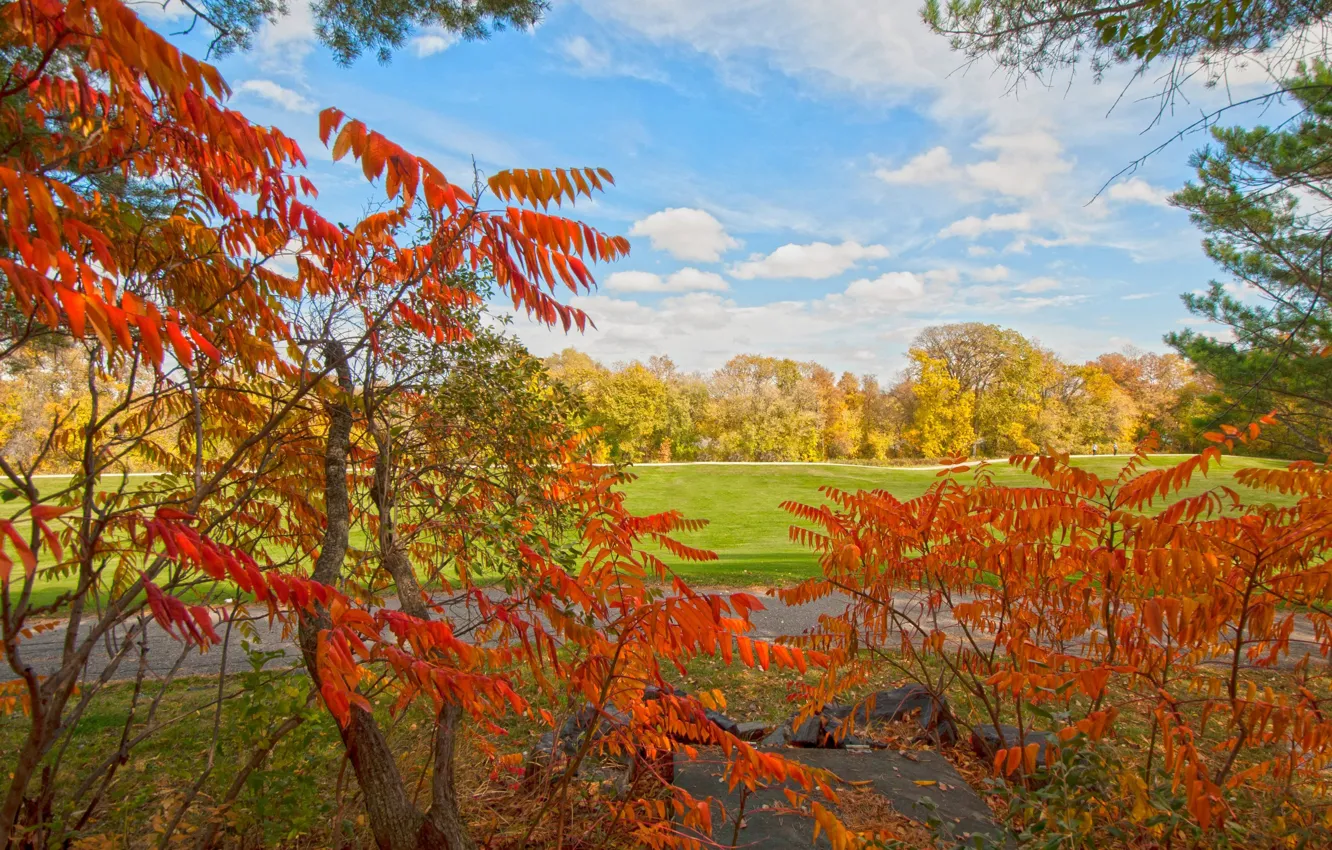 Photo wallpaper autumn, leaves, Park, the crimson