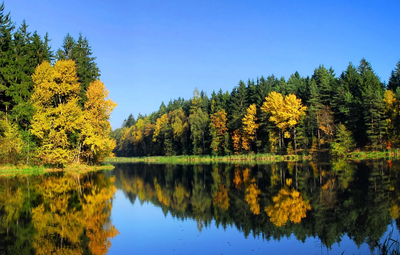 Photo wallpaper autumn, forest, trees, landscape, nature, river