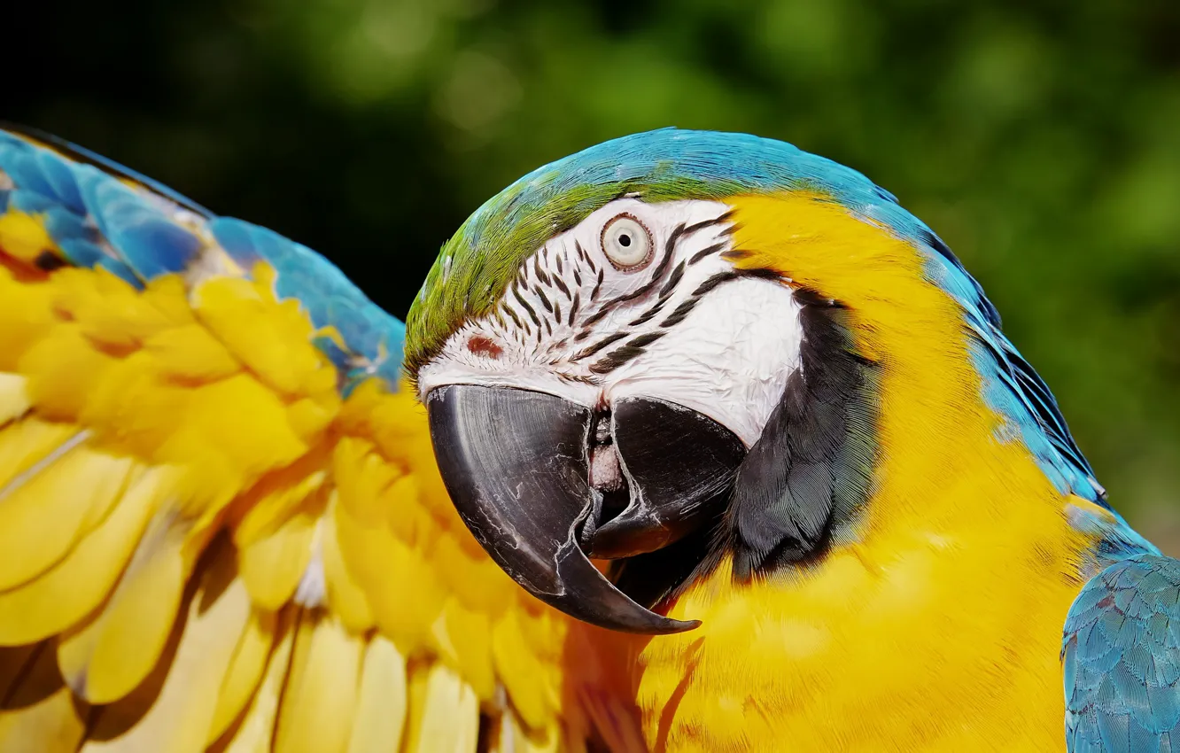 Photo wallpaper bird, Parrot, Ara