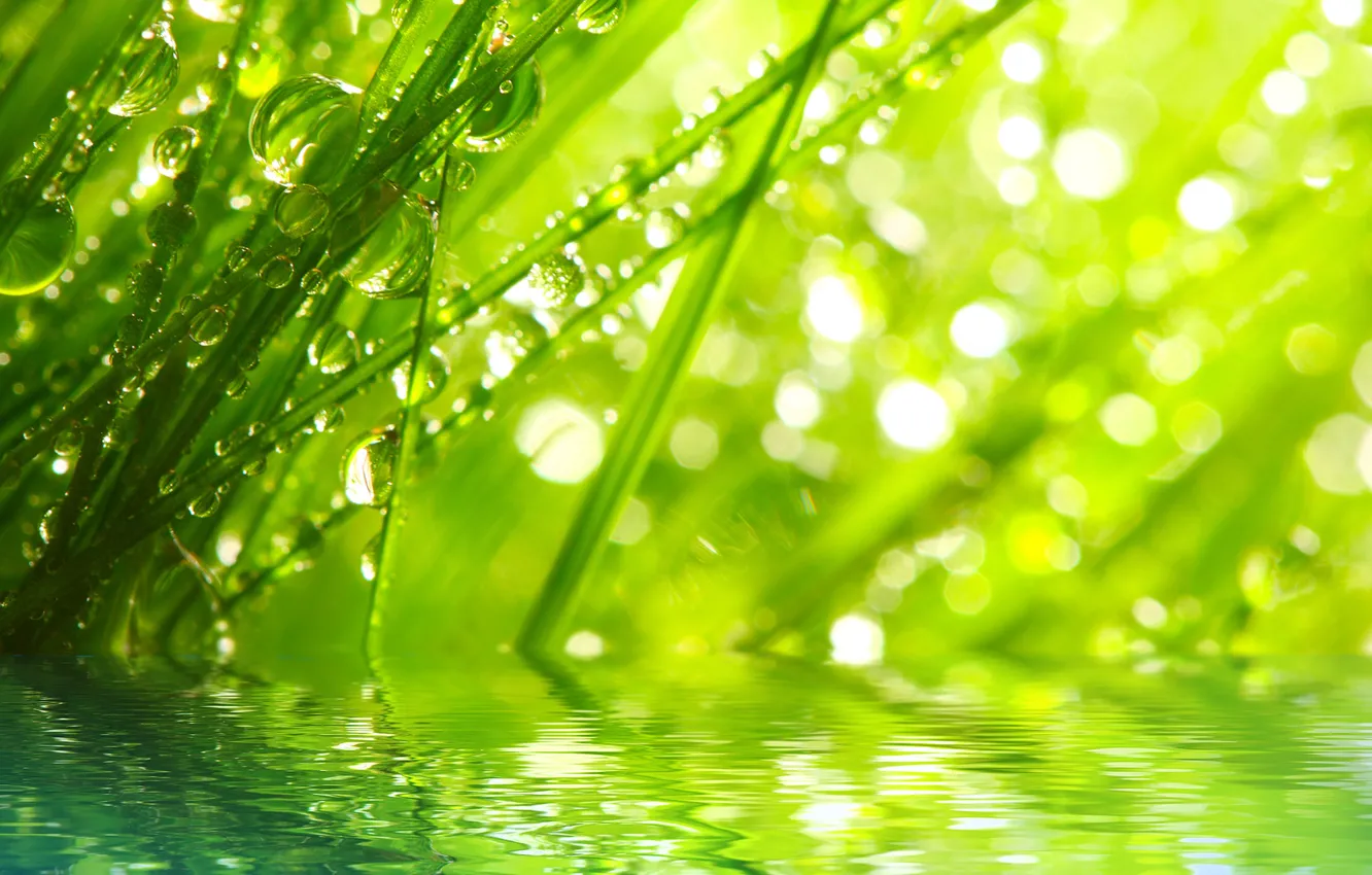 Photo wallpaper grass, water, drops, macro, rays, nature, Rosa, morning