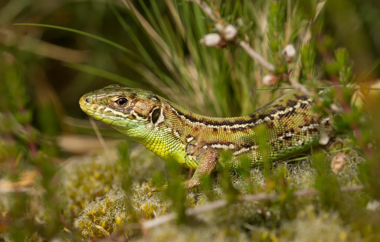 Photo wallpaper nature, background, lizard