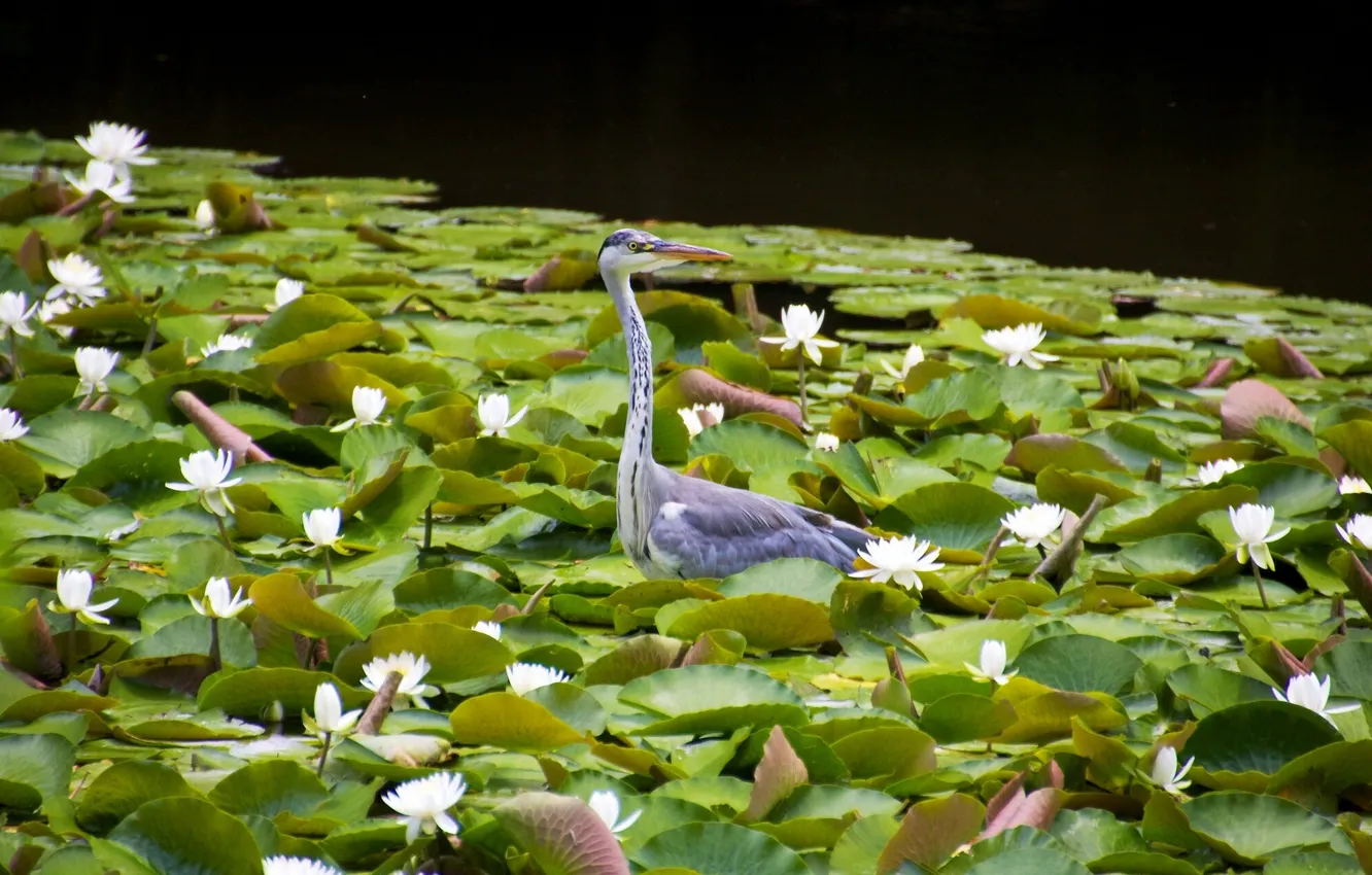 Photo wallpaper leaves, bird, water lilies, water lilies, Grey Heron