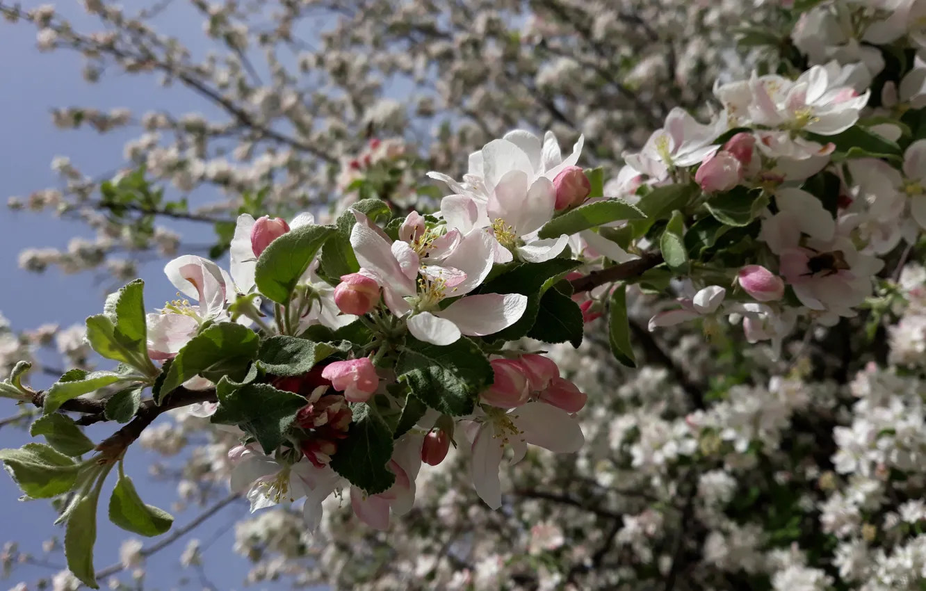 Photo wallpaper Flowers, spring, Apple