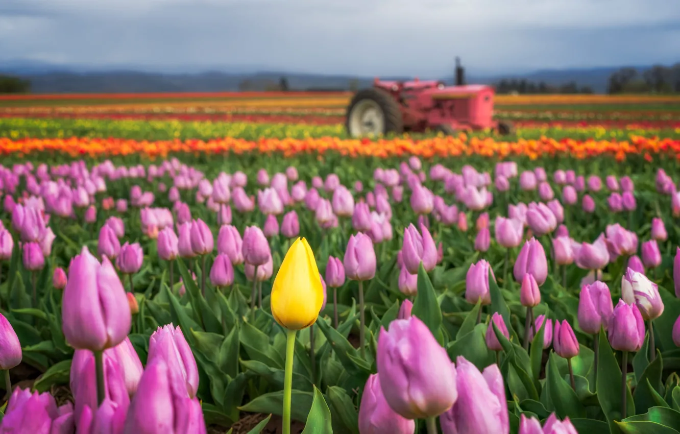 Photo wallpaper flowers, spring, tractor, tulips, plantation