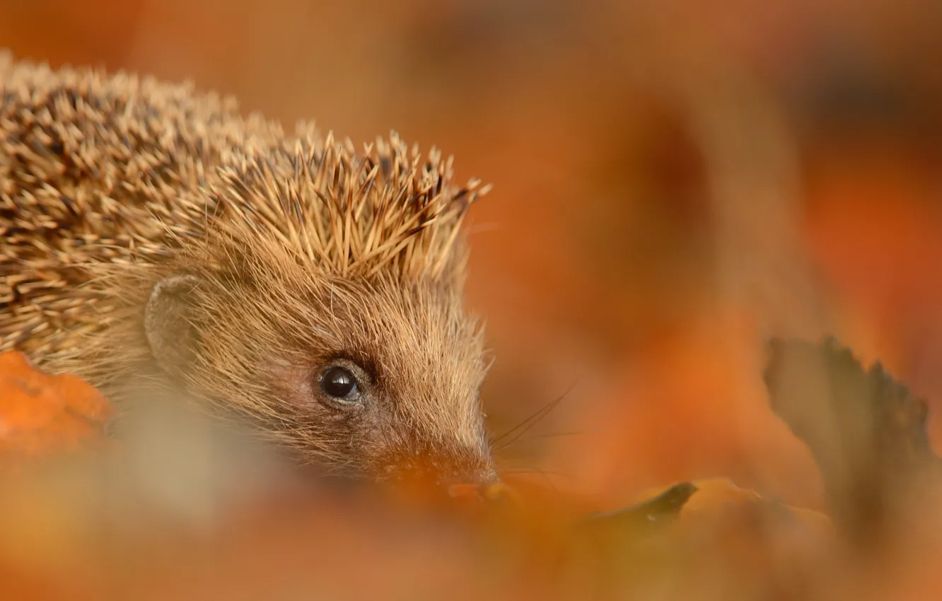 Photo wallpaper autumn, look, leaves, nature, portrait, blur, muzzle, hedgehog